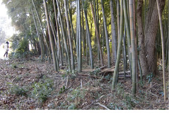所沢竹林公園プロジェクト
